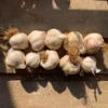 Wonky Wight Rustic Garlic: 10-Bulbs - Image 2