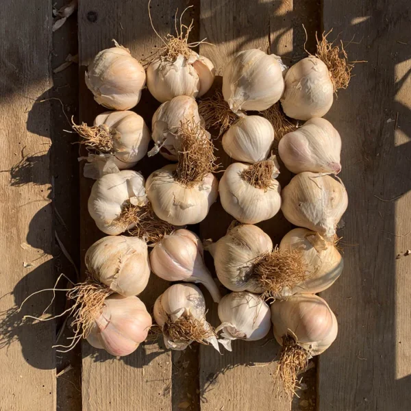 Wonky Wight Rustic Garlic: 20-Bulbs