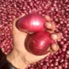 Fresh Red Onion, Gunny Bag, Onion Size Available: Medium - Image 3