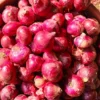 Fresh Red Onion, A Grade - Image 3