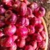 Fresh Red Onion, A Grade - Image 2